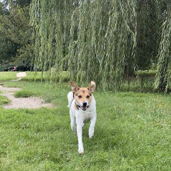 Champions Dog Run photo 1